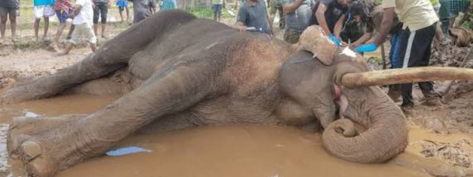 Impartial Probe into Tusker Kavanthissa’s Death